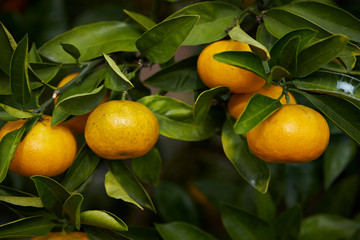 Fresh tangerine tree