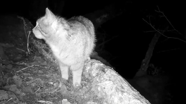 Europ&auml;ische Wildkatze schnuppert und sichert, Freiland