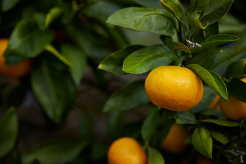 Fresh tangerine tree