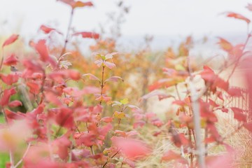 Garten Natur Baum Blume
