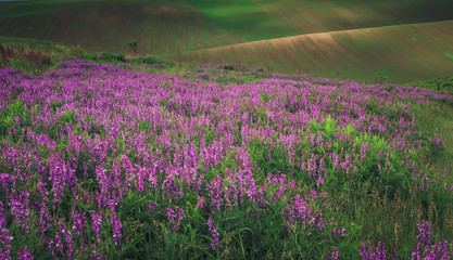 Naklejka premium Summer field flowers