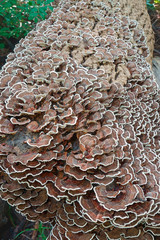 Turkey tail (Trametes versicolor). Another scientific names are Coriolus versicolor and Polyporus...