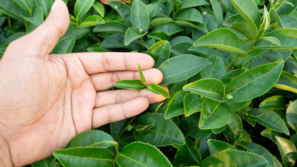 Focus hand holding tea leaves Fresh green In tea plantations in northern Thailand.