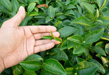 Focus hand holding tea leaves Fresh green In tea plantations in northern Thailand.