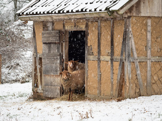 Woolly sheep emerging from their stable into the fresh white snow