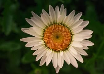 Fototapeta premium Chamomile