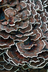 Turkey tail (Trametes versicolor). Another scientific names are Coriolus versicolor and Polyporus versicolor.