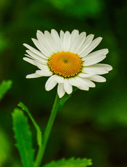 Obraz premium Chamomile