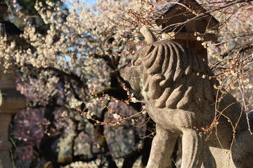京都、北野天満宮にある角のある狛犬と梅の花
