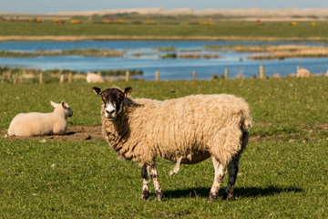 Obraz premium mouton dans un pré 