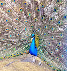 Obraz premium Peacock dismissed his picturesque tail