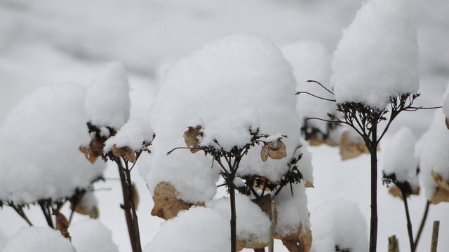 Schnee auf Hortensien im Winter