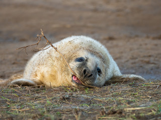 Fototapeta premium Grey Seal Pup Playing With A Dead Weed. On the Beach Dunes at Donna Nook