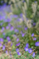 Obraz premium Blume Garten Pflanze mood