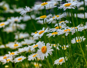 Fototapeta premium Chamomile