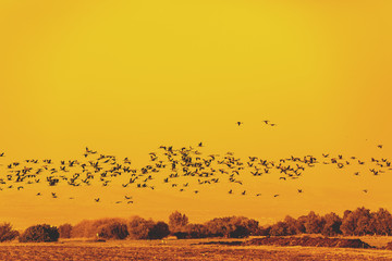 A flock of flying birds in Agamon HaHula nature reserve in the evening. Hula Valley in northern Israel at sunset