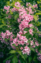 Summer field flowers