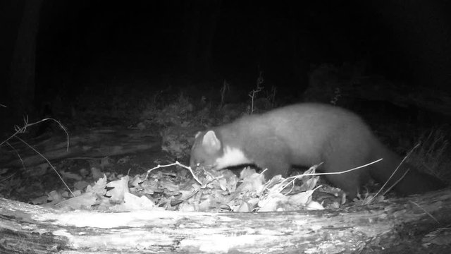 Steinmarder sucht Nahrung, Freiland
