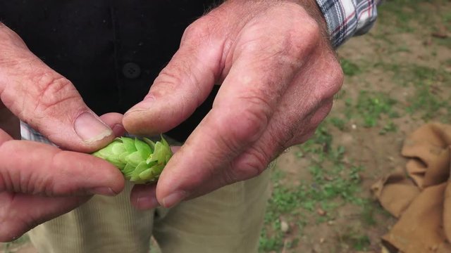 Lupuline du houblon