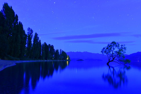 ニュージーランドのワナカツリー © YOSHIAKI