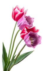 Lilac and pink tulips isolated on a white background