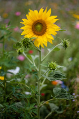 Sonnenblume auf wilder Wiese