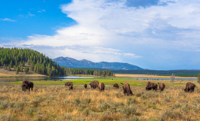 Fototapeta na wymiar Buffalos at Hayden Valley in Yellowstone National Park, Wyoming, USA
