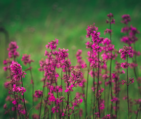 Summer field flowers