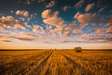 Harvesting grain field, crop season