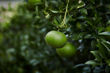 Fresh tangerine tree