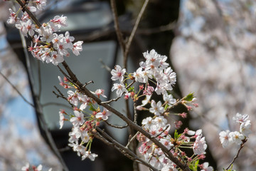 桜
