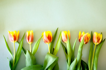 beautiful bright flowers tulips on colored background