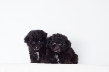 寄り添う２匹のプードル子犬