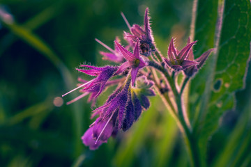 Summer field flowers