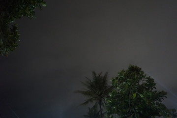 tree below the night sky