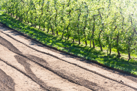 Apple orchards, Villa di Tirano, province of Sondrio, Valtellina, Lombardy, Italy