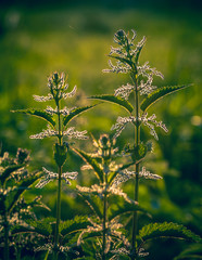 Fototapeta premium Summer field flowers