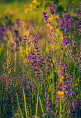 Summer field flowers