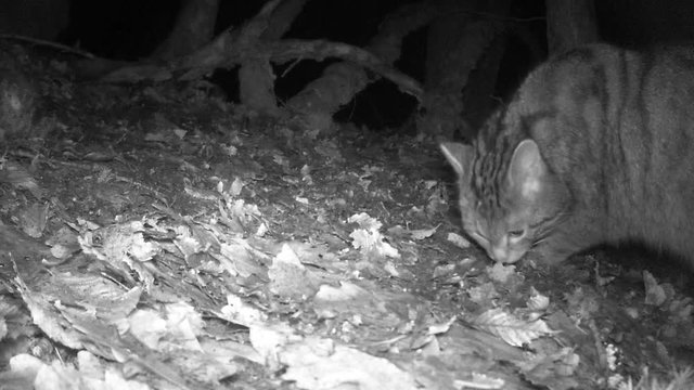 Europ&auml;ische Wildkatze sucht nach Nahrung, Freiland