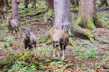 male muflon in the forest