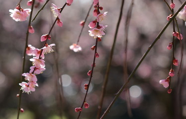 枝垂れ梅と玉ぼけ