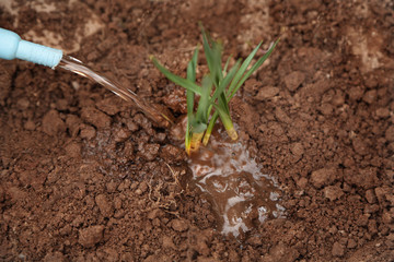 Blue watering can and watering young sprouts in flower pots.