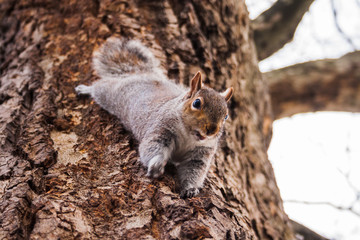 squirrel climbing a tree in a European forest
