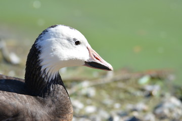 aves, amanecer,rio y laguna