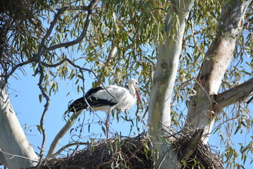 Coria del Rio (Sevilla) La Ca&ntilde;ada de los Pajaros