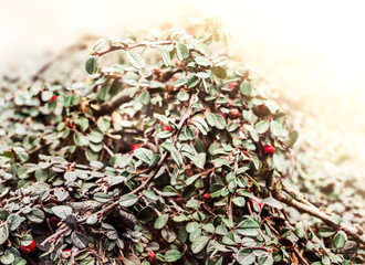 Red Berries of Cotoneaster
