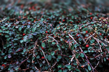 Red Berries of Cotoneaster