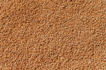 Yellow corn background  fresh corn texture