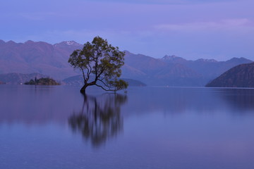 ニュージーランドのワナカツリー