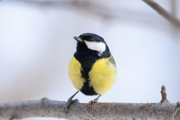 Obraz na płótnie Canvas the bird Park in winter